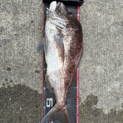 キス釣り行ったのに、まさかの鯛