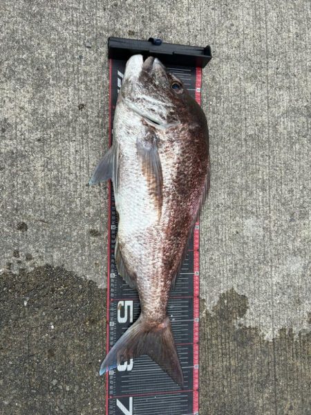 キス釣り行ったのに、まさかの鯛