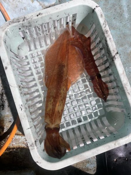 日本海剣先イカ狙い