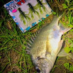 ほぼザリでほぼチヌ