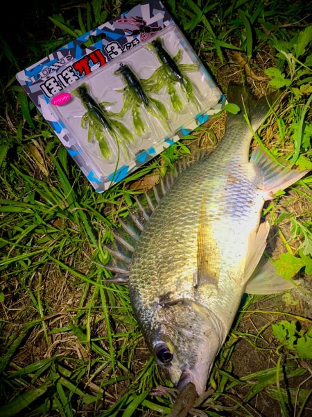 ほぼザリでほぼチヌ