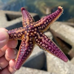 キス釣り　今年はアタリ年‼️