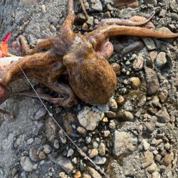 オクトパッシング5