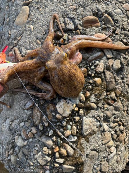 オクトパッシング5