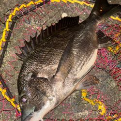 ヘチってきました