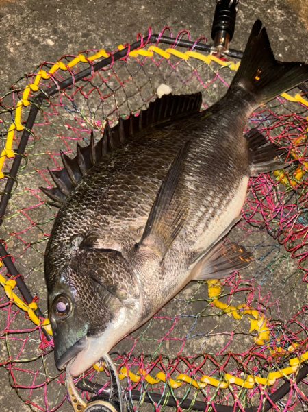 ヘチってきました