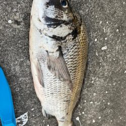 ガシラの活性高く２０センチオーバー釣れます