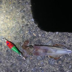 待ってました^_^