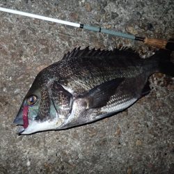 武庫一のBIG登場!