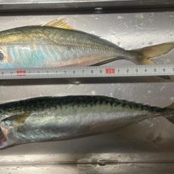 イカメタル日本海