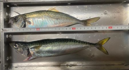 イカメタル日本海