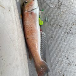 タイラバで高級魚