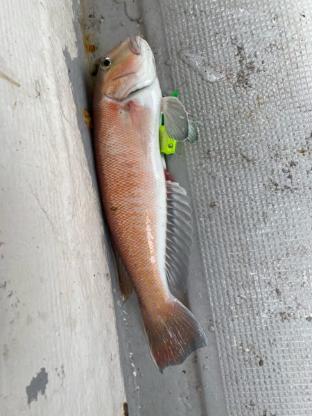 タイラバで高級魚