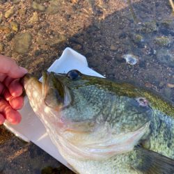 灼熱の琵琶湖で