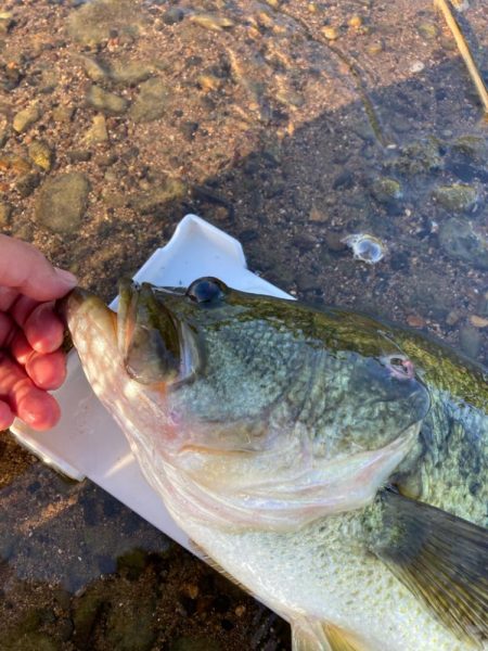 灼熱の琵琶湖で