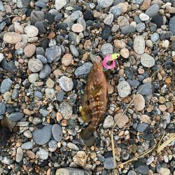 フラットフィッシュの続き