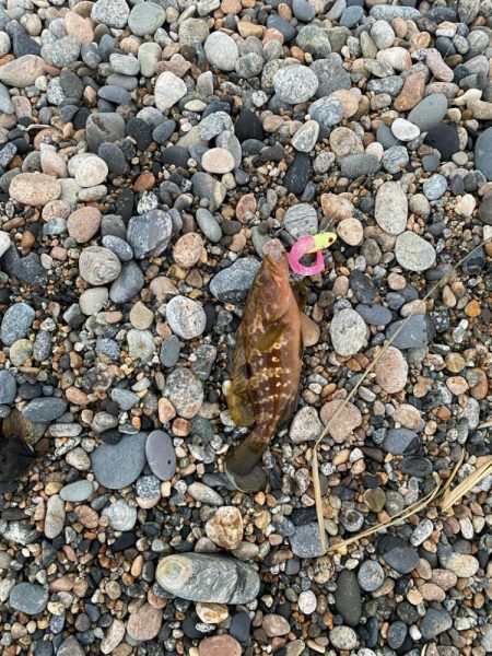 フラットフィッシュの続き