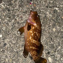 ホタルイカ餌でロックフィッシュ