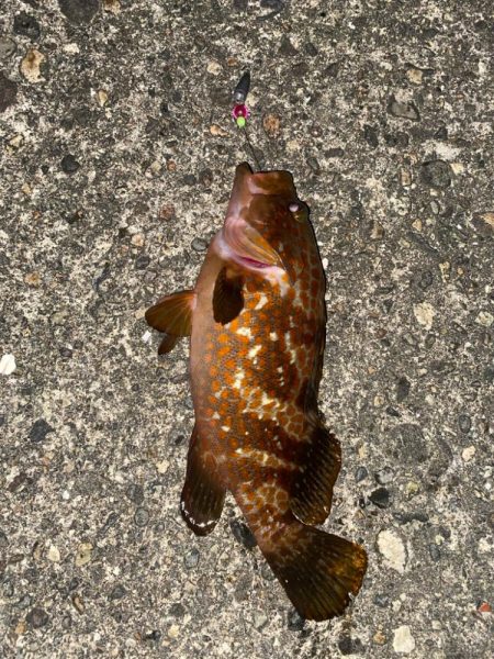 ホタルイカ餌でロックフィッシュ