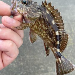 豆アジング調査