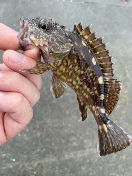 豆アジング調査