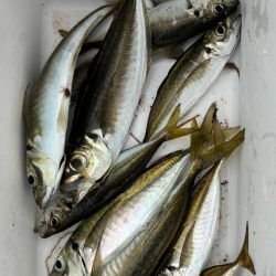 アジに魅せられて