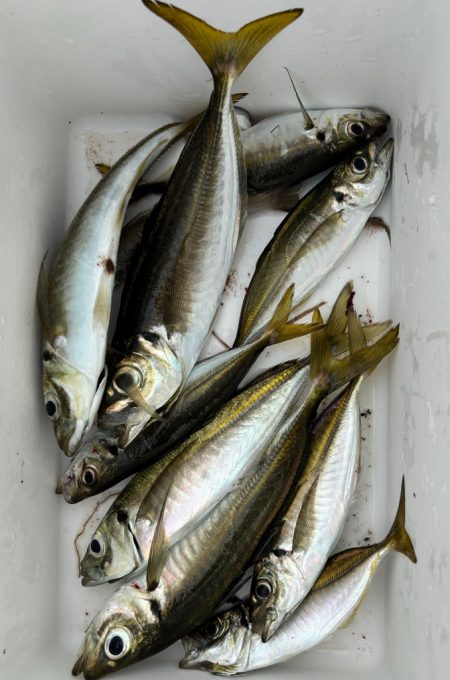 アジに魅せられて