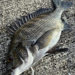 ヘチってきました