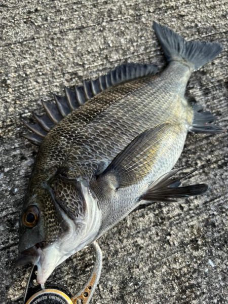 ヘチってきました