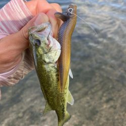 ロングワームで