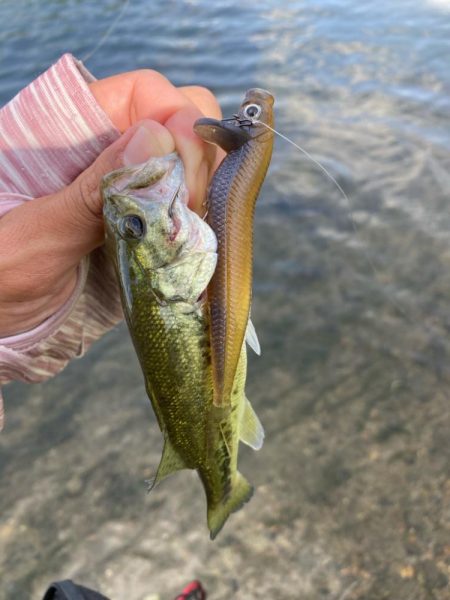 ロングワームで