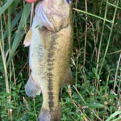 巻いて出ました!