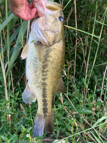 巻いて出ました!