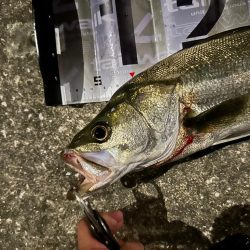 ジョルティminiが無双した!