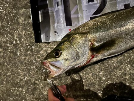 ジョルティminiが無双した!