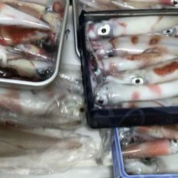 イカメタル爆釣