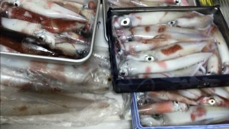 イカメタル爆釣