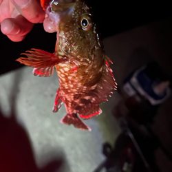 ロックフィッシュ