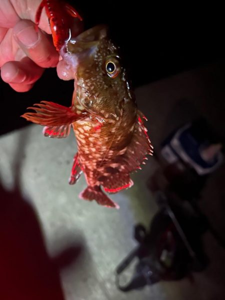 ロックフィッシュ