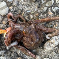 オクトパッシング8