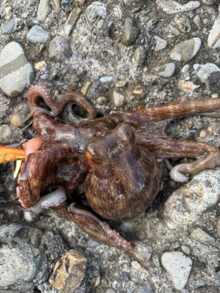 オクトパッシング8