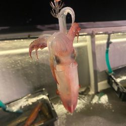 鳥取イカメタル遠征