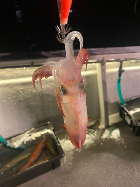 鳥取イカメタル遠征