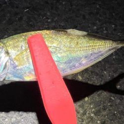 鯵を探して三千里 Vol.84