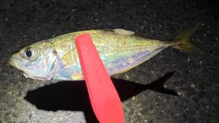 鯵を探して三千里 Vol.84