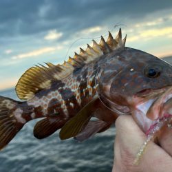 夏でも立派な奴がいた