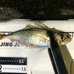 鯵さん、おかえり〜😁