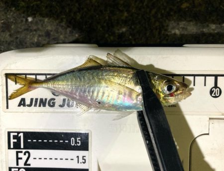 鯵さん、おかえり〜😁