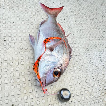 ブリ/落とし込み