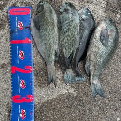 魚津港 フカセ釣り